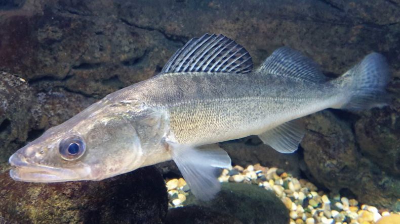 Берш: окрас рыбы, отличия от окуня и судака, техника ловли на спиннинг, удочкой, донкой, поведенческие черты и места обитания