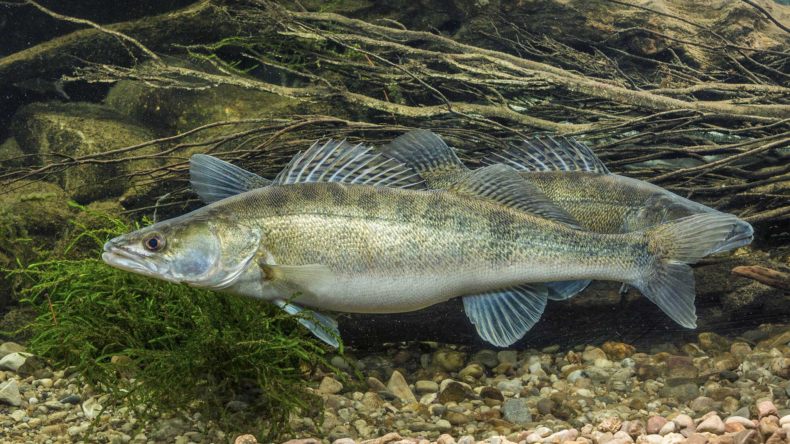 Берш: окрас рыбы, отличия от окуня и судака, техника ловли на спиннинг, удочкой, донкой, поведенческие черты и места обитания