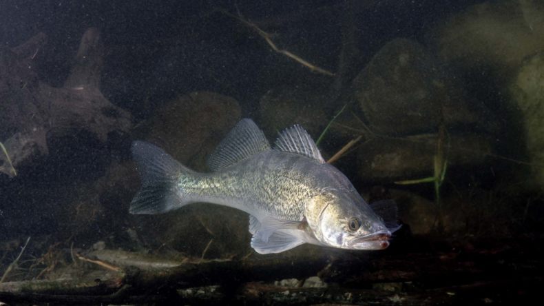 Берш: окрас рыбы, отличия от окуня и судака, техника ловли на спиннинг, удочкой, донкой, поведенческие черты и места обитания