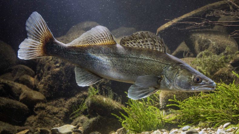 Берш: окрас рыбы, отличия от окуня и судака, техника ловли на спиннинг, удочкой, донкой, поведенческие черты и места обитания