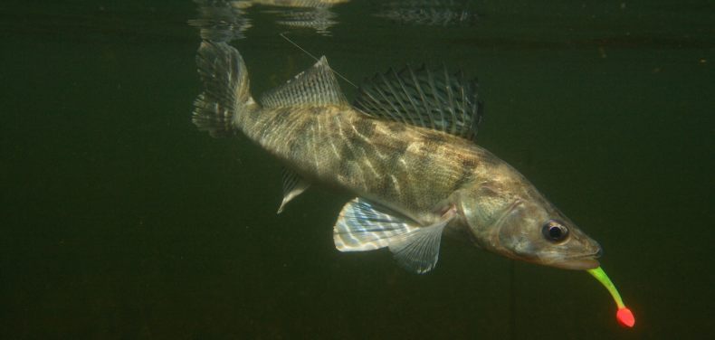 Берш: окрас рыбы, отличия от окуня и судака, техника ловли на спиннинг, удочкой, донкой, поведенческие черты и места обитания