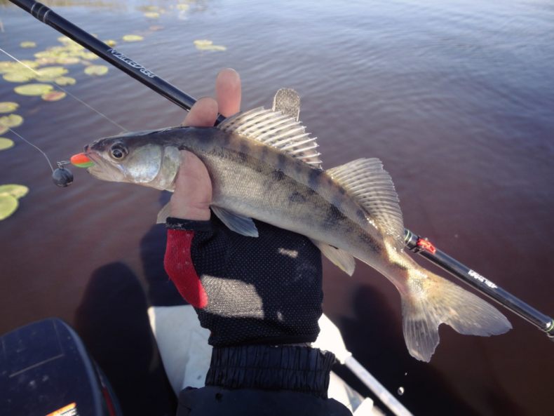 Берш: окрас рыбы, отличия от окуня и судака, техника ловли на спиннинг, удочкой, донкой, поведенческие черты и места обитания