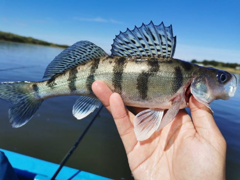 Берш: окрас рыбы, отличия от окуня и судака, техника ловли на спиннинг, удочкой, донкой, поведенческие черты и места обитания