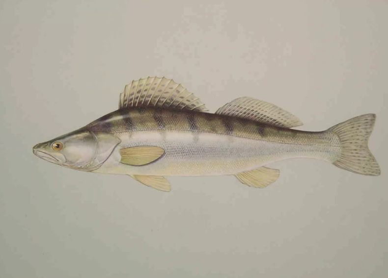 Берш: окрас рыбы, отличия от окуня и судака, техника ловли на спиннинг, удочкой, донкой, поведенческие черты и места обитания