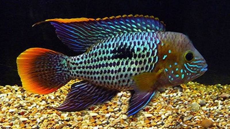 Акары: виды и их содержание