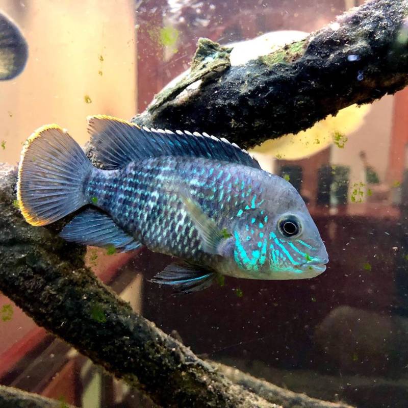 Акары: виды и их содержание