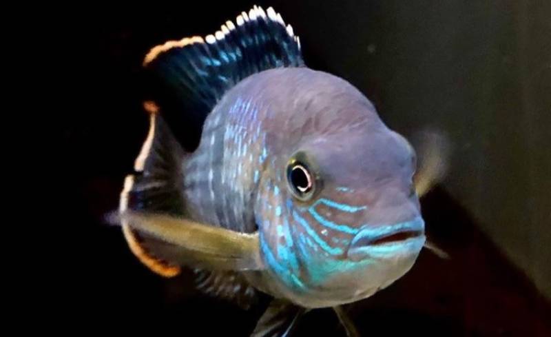 Акары: виды и их содержание