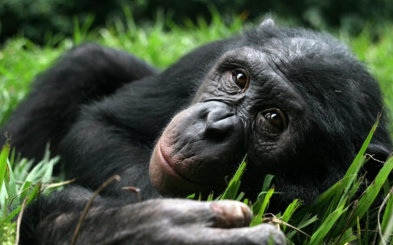 Голова бонобо Голова бонобо