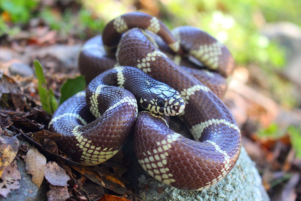 California kingsnake (Lampropeltis californiae)