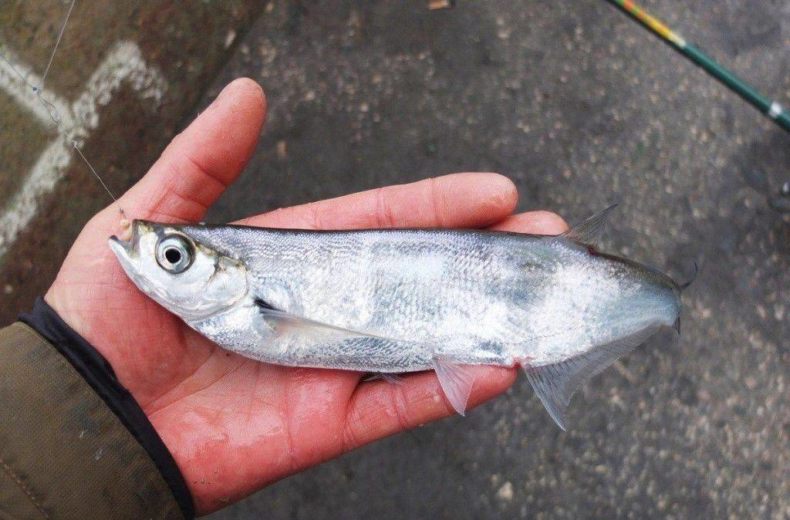 Чехонь: где водится и как выглядит, нерест и скорость