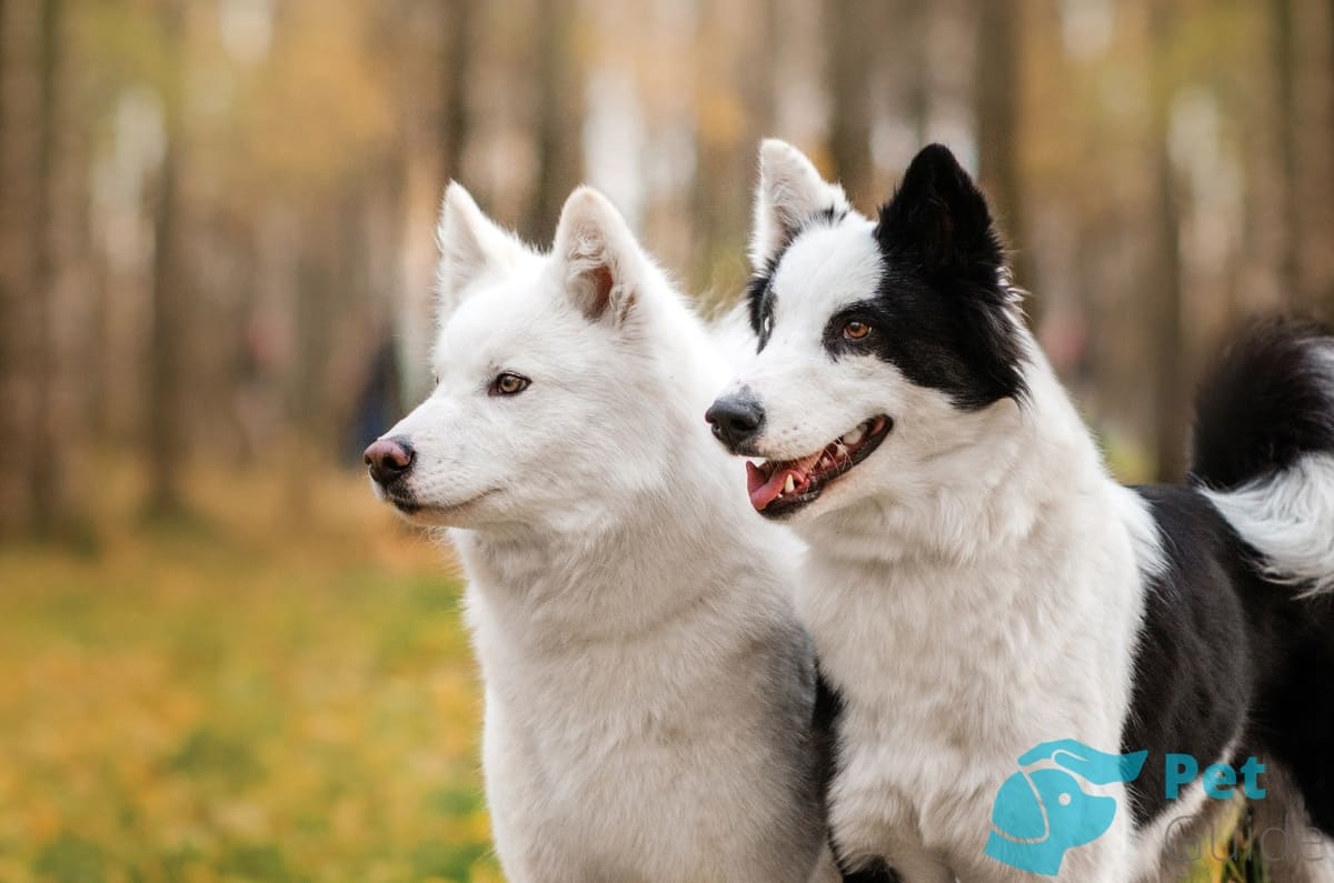 Челюсти и зубы якутской лайки Челюсти и зубы якутской лайки