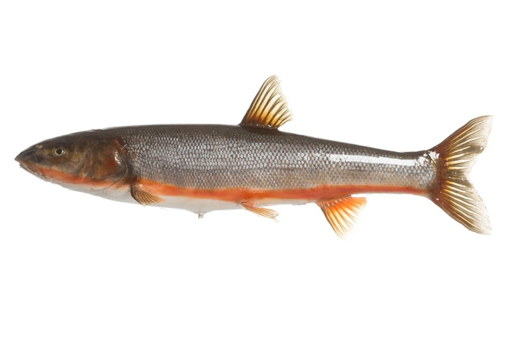 Все о красноперке: биологическая характеристика, место обитания и рыбалка