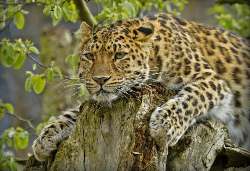 Голова леопарда Голова леопарда