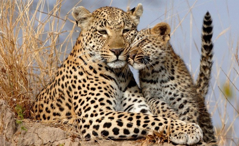 С молодым С молодым