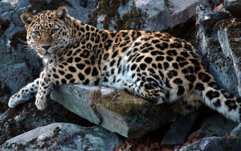 Красивый хищник Красивый хищник