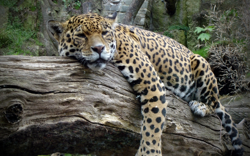 Сон на дереве Сон на дереве