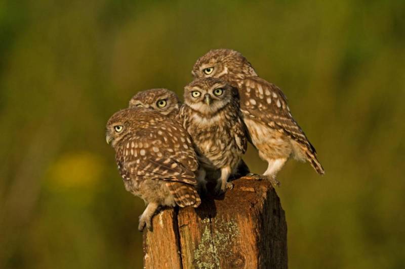 Домовой сыч - описание, чем питается, сколько живут, содержание в домашних условиях