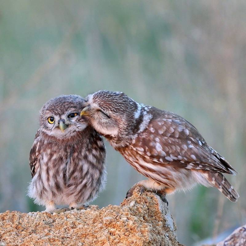 Домовой сыч - описание, чем питается, сколько живут, содержание в домашних условиях