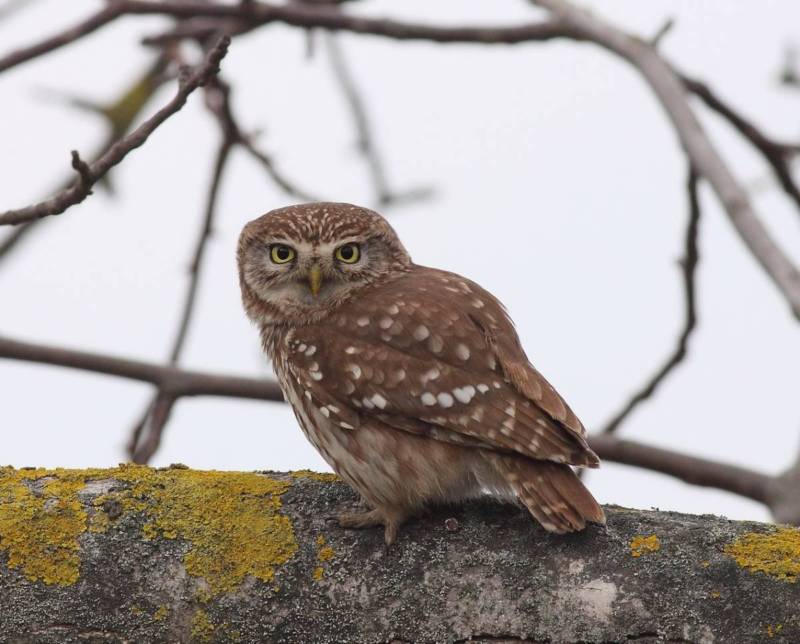 Домовой сыч - описание, чем питается, сколько живут, содержание в домашних условиях