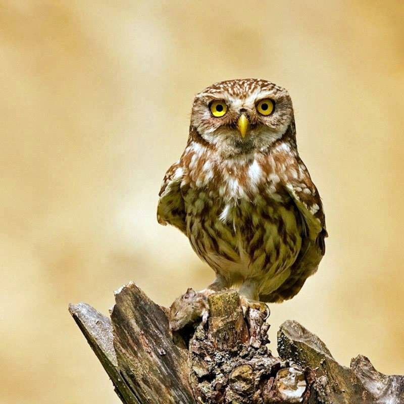 Домовой сыч - описание, чем питается, сколько живут, содержание в домашних условиях