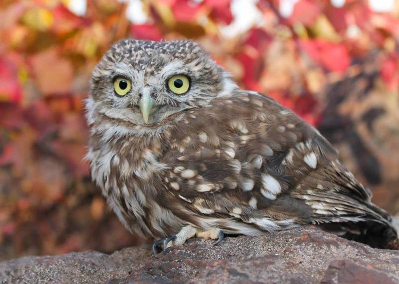 Домовой сыч - описание, чем питается, сколько живут, содержание в домашних условиях