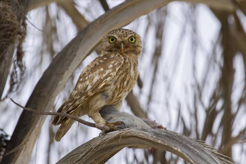 Домовой сыч - описание, чем питается, сколько живут, содержание в домашних условиях