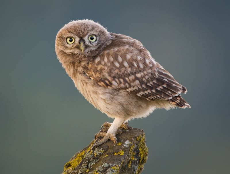 Домовой сыч - описание, чем питается, сколько живут, содержание в домашних условиях