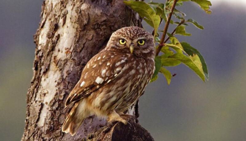 Домовой сыч - описание, чем питается, сколько живут, содержание в домашних условиях