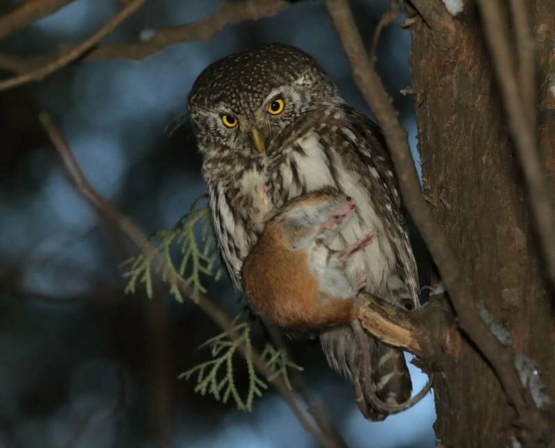 Домовой сыч - описание, чем питается, сколько живут, содержание в домашних условиях