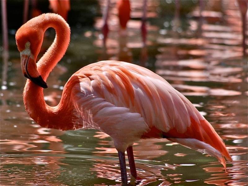 Фламинго - интересные факты, описание, летают или нет, птица и Красная книга