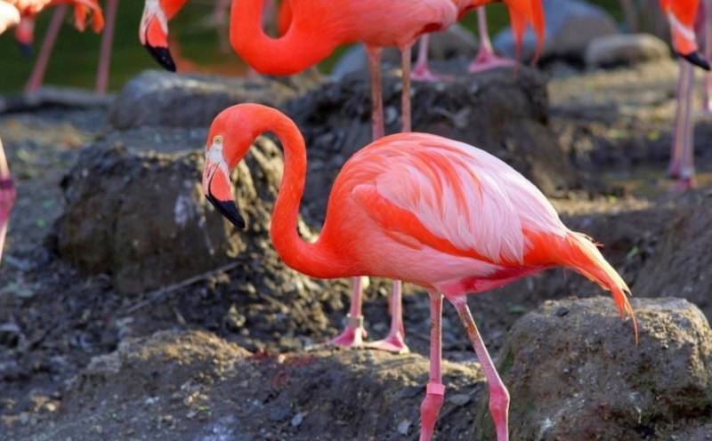 Фламинго - интересные факты, описание, летают или нет, птица и Красная книга