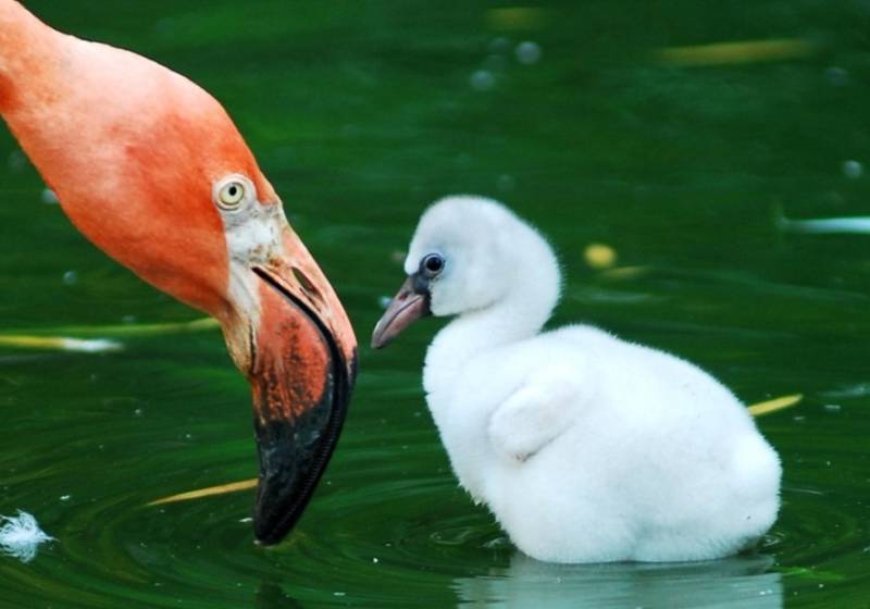 Фламинго - интересные факты, описание, летают или нет, птица и Красная книга