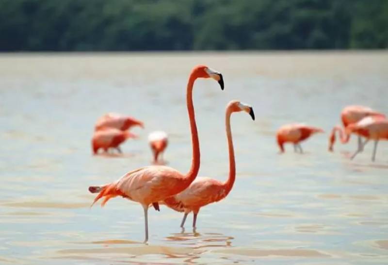 Фламинго - интересные факты, описание, летают или нет, птица и Красная книга