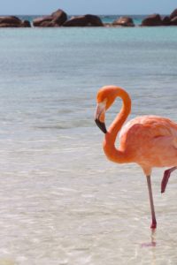 фламинго-2-200x300.jpg