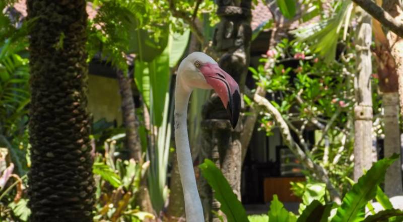 Фламинго - интересные факты, описание, летают или нет, птица и Красная книга