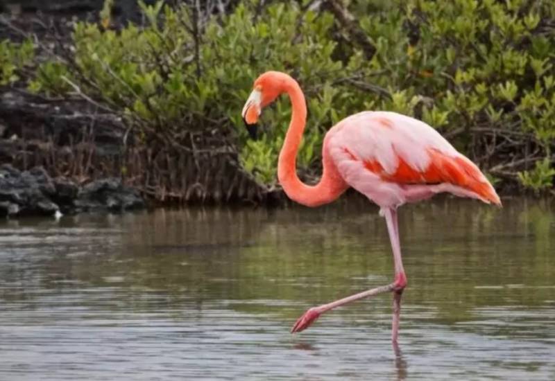 Фламинго - интересные факты, описание, летают или нет, птица и Красная книга