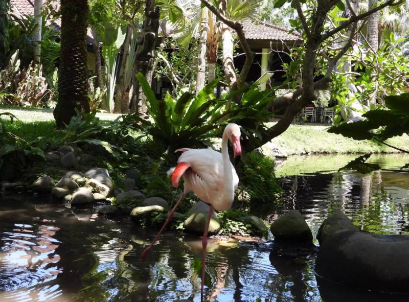 Фламинго - интересные факты, описание, летают или нет, птица и Красная книга