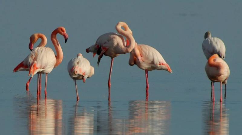 Фламинго - интересные факты, описание, летают или нет, птица и Красная книга