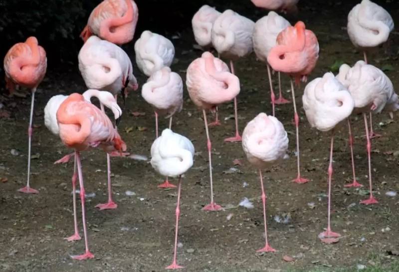 Фламинго - интересные факты, описание, летают или нет, птица и Красная книга