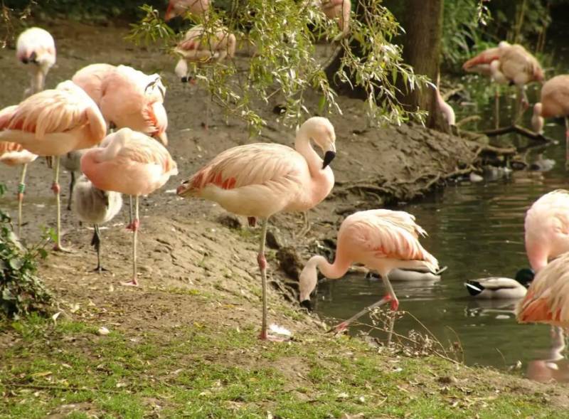 Фламинго - интересные факты, описание, летают или нет, птица и Красная книга
