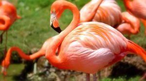 фламинго-31-300x167.jpg
