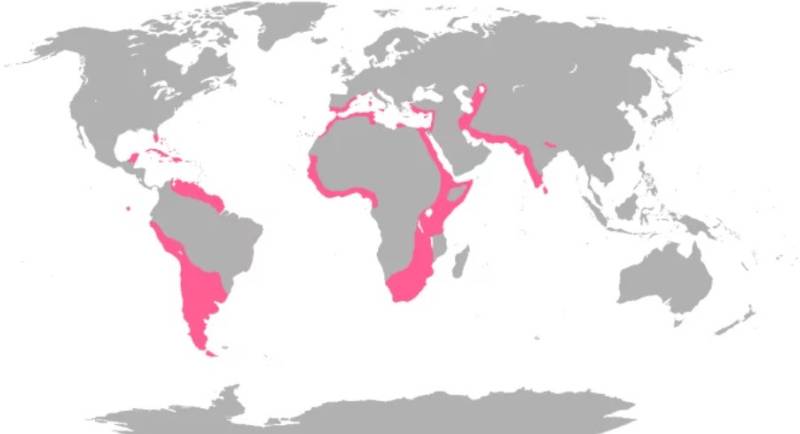 Фламинго - интересные факты, описание, летают или нет, птица и Красная книга