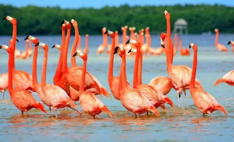 Фламинго - интересные факты, описание, летают или нет, птица и Красная книга