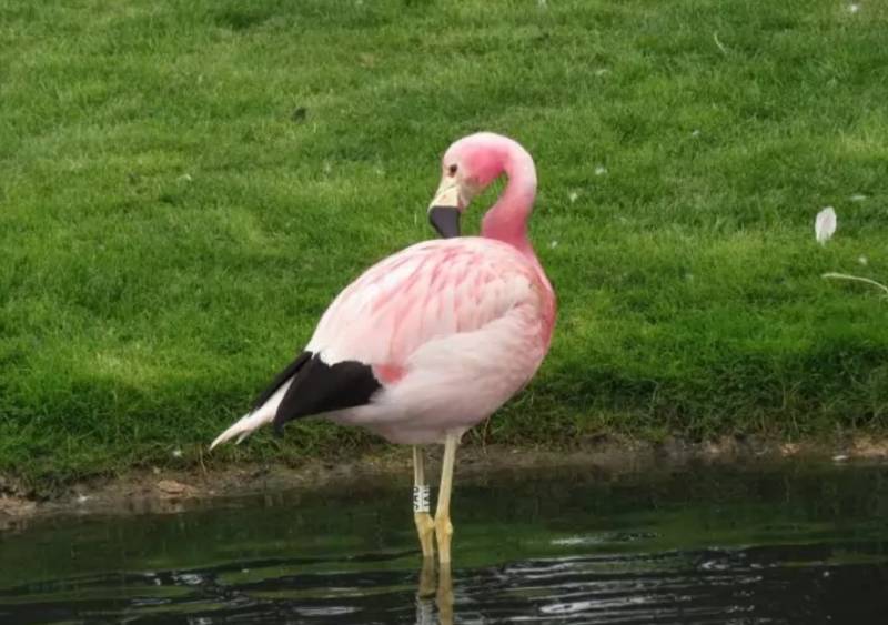 Фламинго - интересные факты, описание, летают или нет, птица и Красная книга