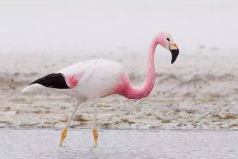 Фламинго - интересные факты, описание, летают или нет, птица и Красная книга