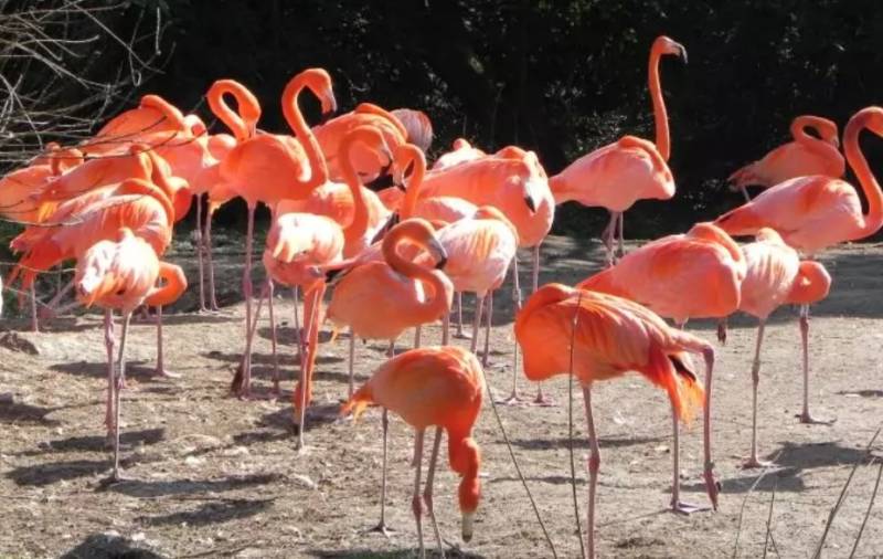 Фламинго - интересные факты, описание, летают или нет, птица и Красная книга