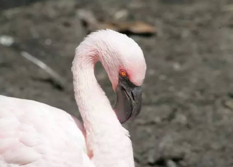 Фламинго - интересные факты, описание, летают или нет, птица и Красная книга