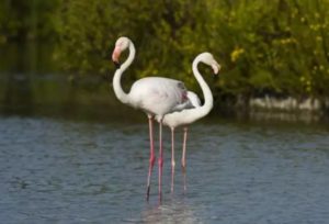 фламинго-42-300x204.jpg