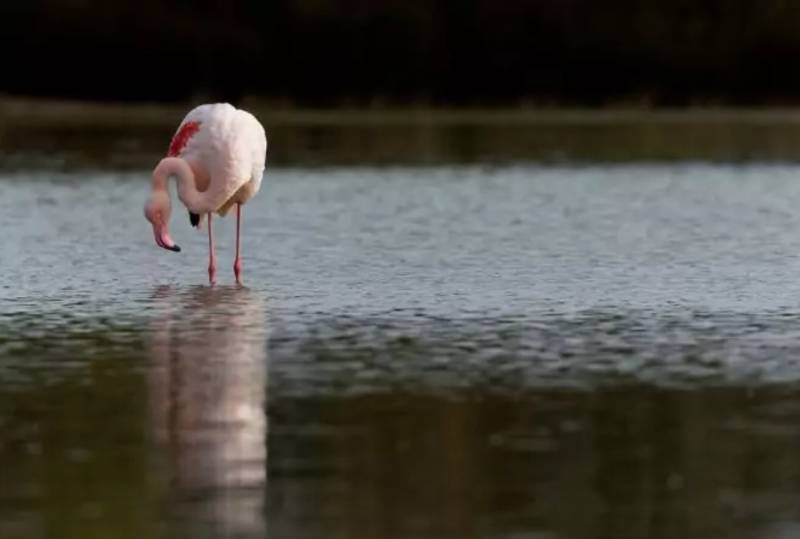 Фламинго - интересные факты, описание, летают или нет, птица и Красная книга