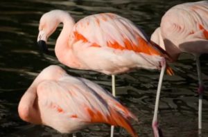 фламинго-47-300x198.jpg